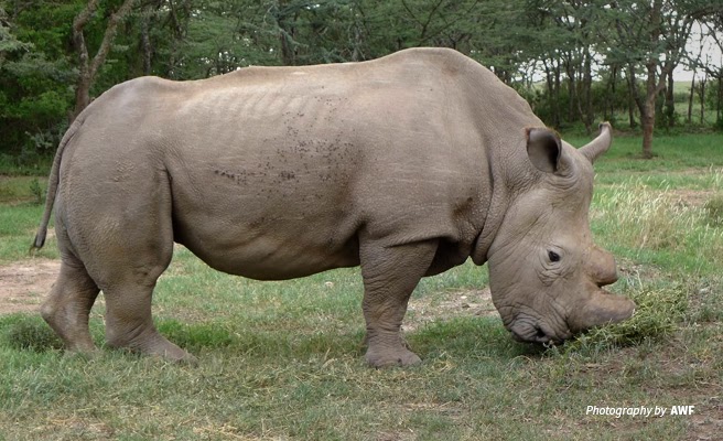 White Rhino